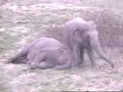 19 March 2006, Elephant taking a nap with a friend watching over