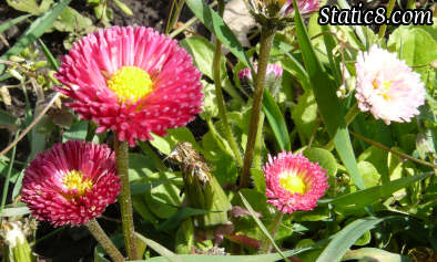 ah, cute little pink daisies!