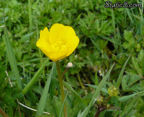 pretty non buttercup flower