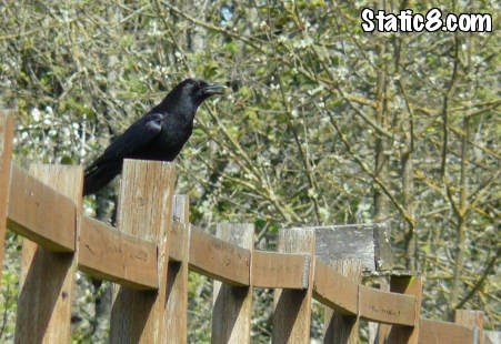 crow on a fence