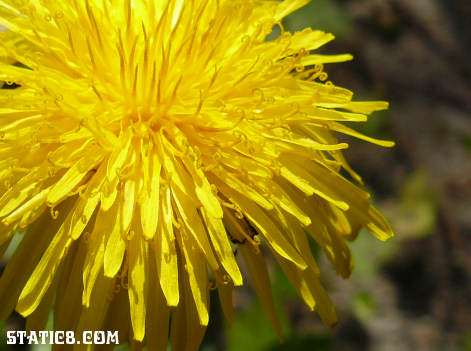 dandylion