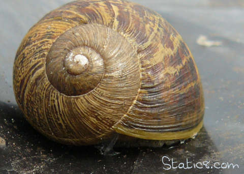 snail