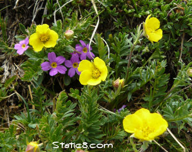 alpine flowers