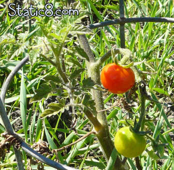 the first tiny tomato!