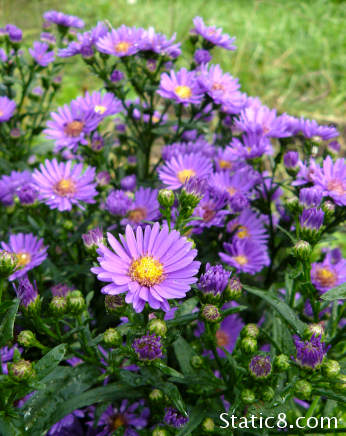 asters in october