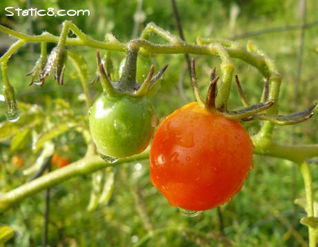 cherry tomatoes