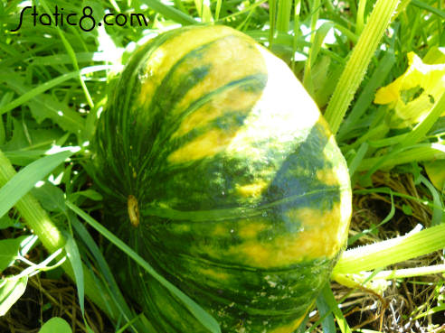 mystery squash