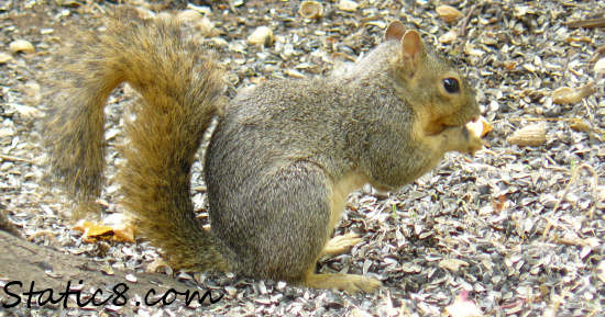 happy squirrel