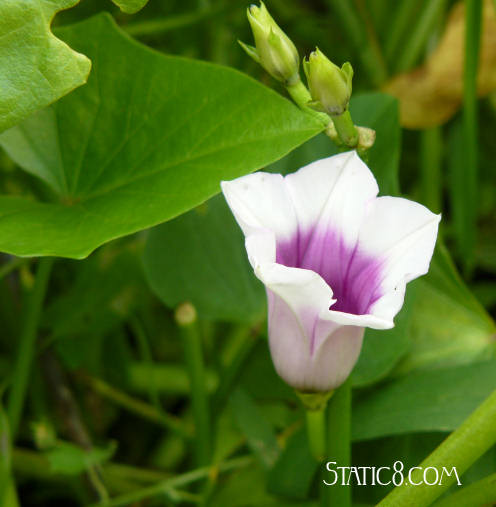 sweet potato flower