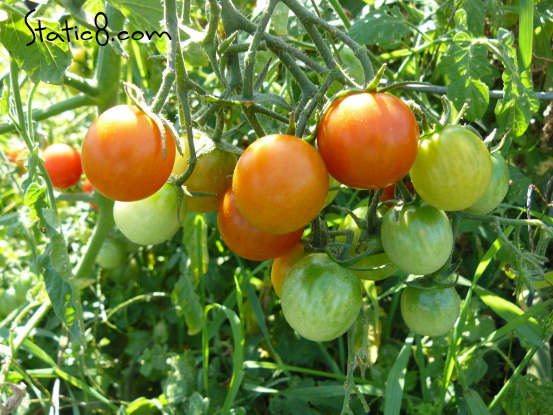 Sweet 100 Cherry Tomatoes