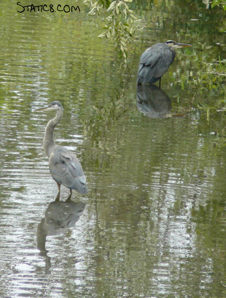 great blue herons