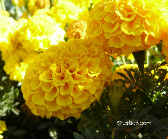 marigolds