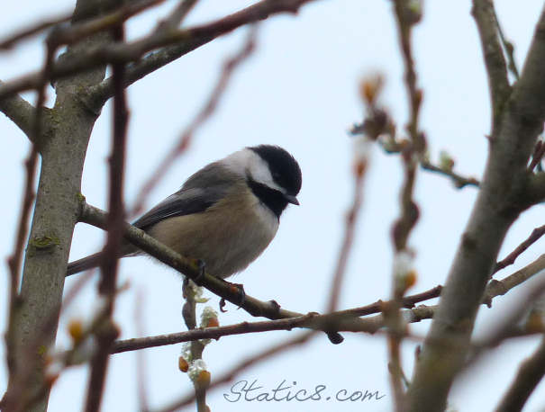 Chickadee, dee, dee.