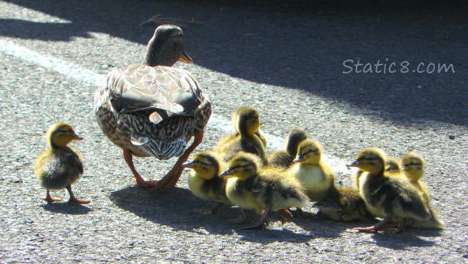 Mallards