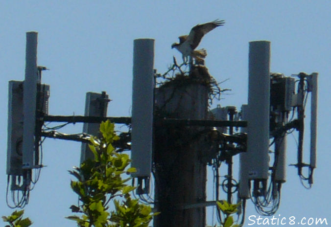 ospreys rebuilding