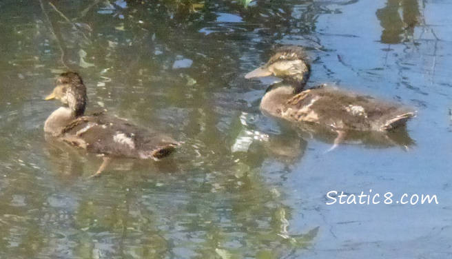 creek ducklings