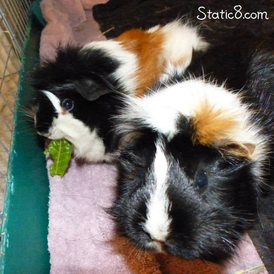 guinea pigs, Ethel and Lucy