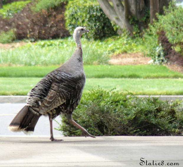 female turkey