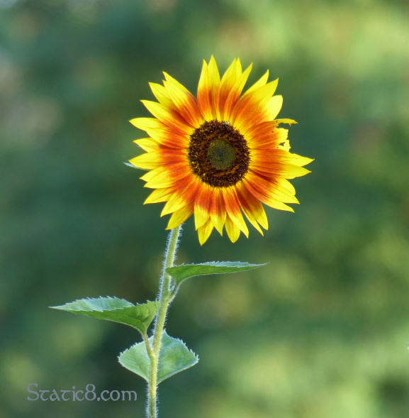 sunflower at the community garden