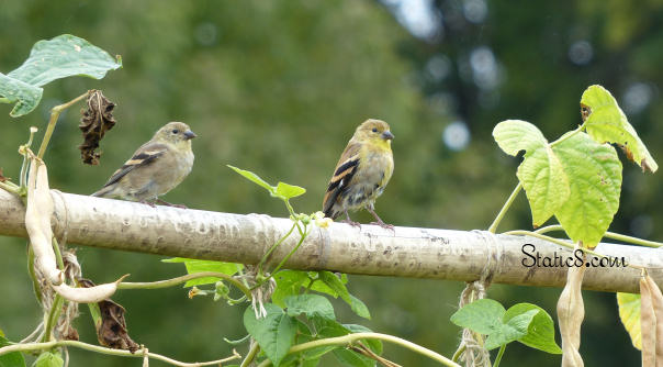 gold finches