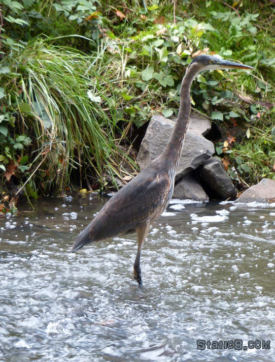 great blue heron