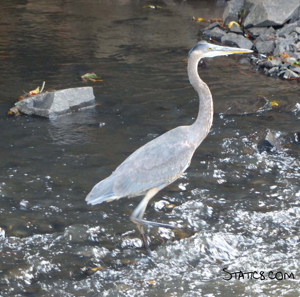 great blue heron