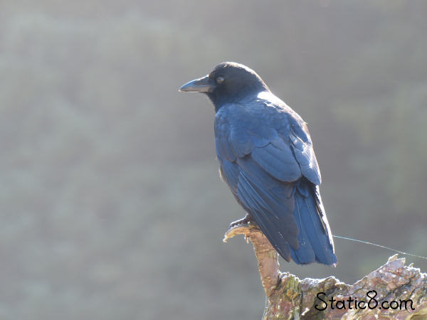 crow at the beach