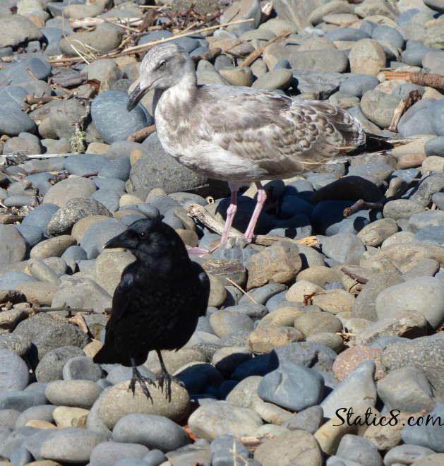 crow and gull at the beach