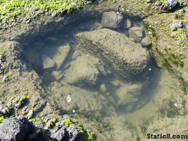 tide pool