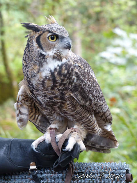 Great Horned Owl at Cascades Raptor Center