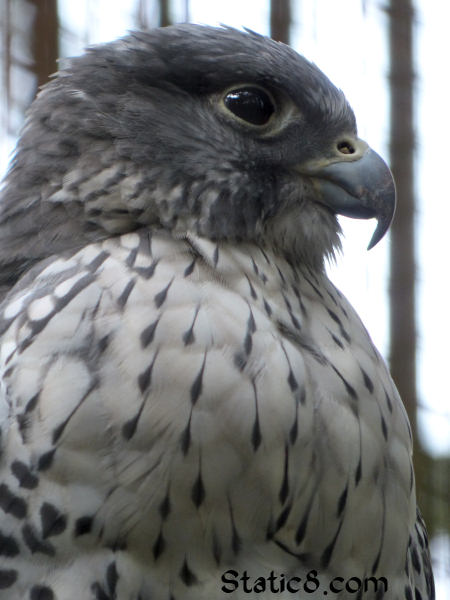 Gyrfalcon at Cascades Raptor Center