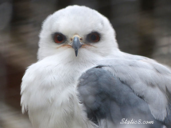 White-Tailed Kite at Cascades Raptor Center