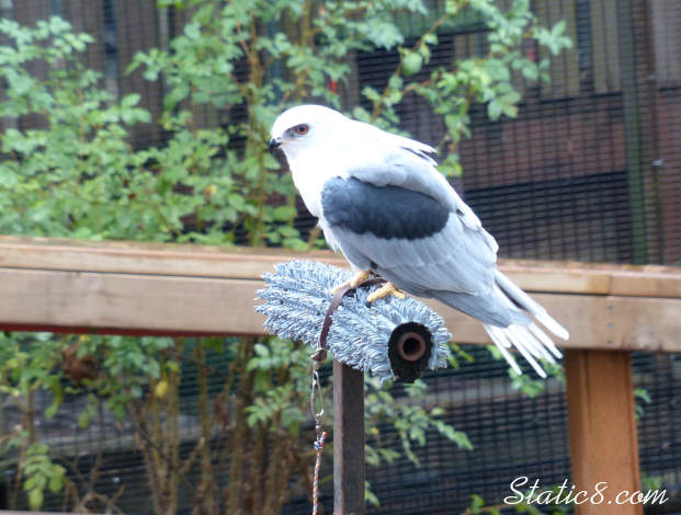 White-Tailed Kite at Cascades Raptor Center