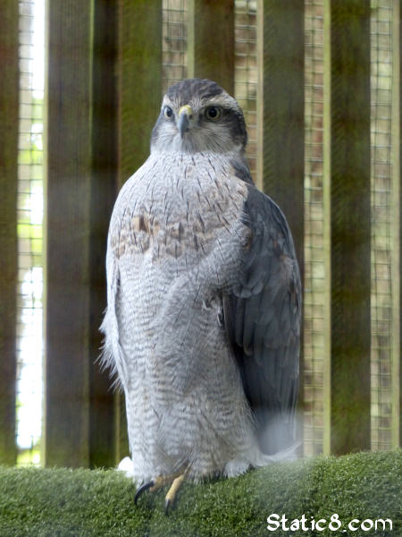 Northern Goshawk at Cascades Raptor Center