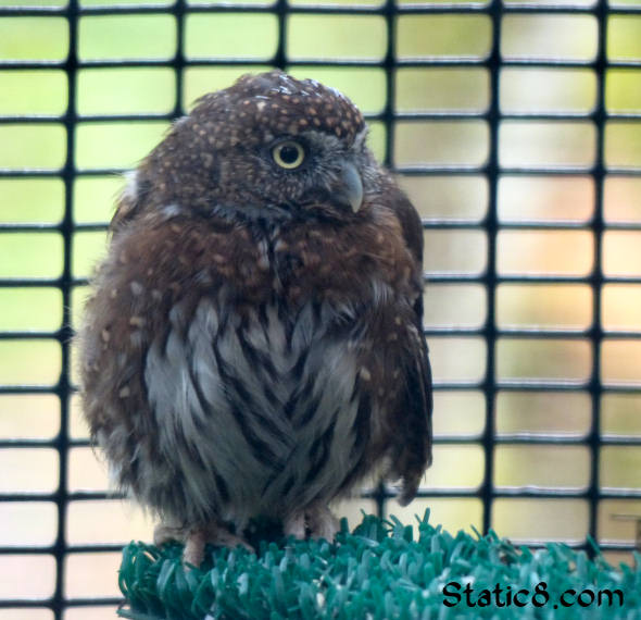 Pygmy Owl at Cascade Raptor Center