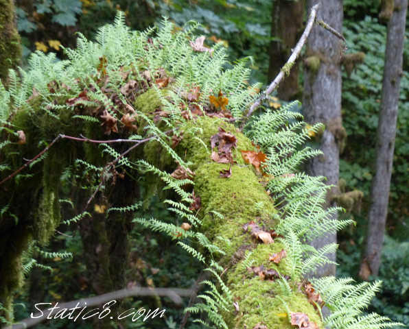 ferns