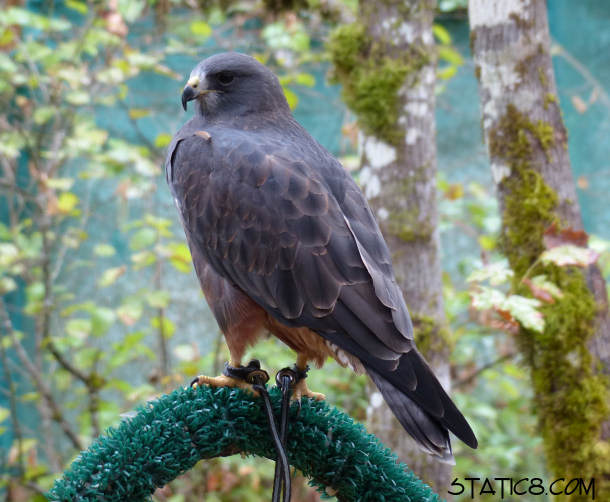 Taka, Swainsons hawk at Cascades Raptor Center