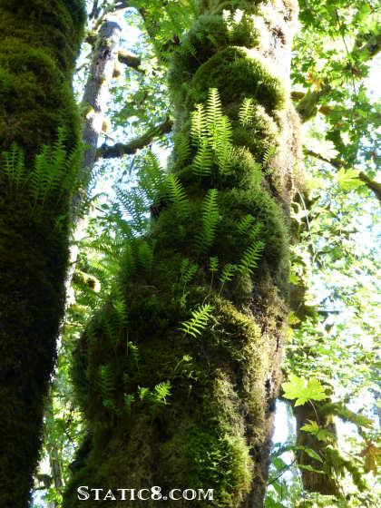 ferns and moss on a tree trunk