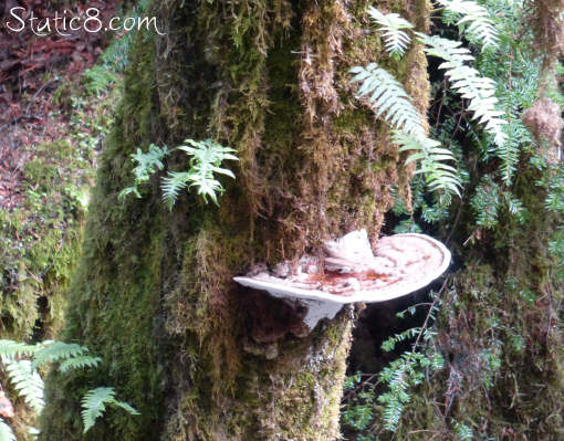 mushroom on a tree trunk