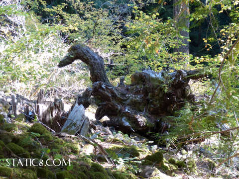 tree root dragon