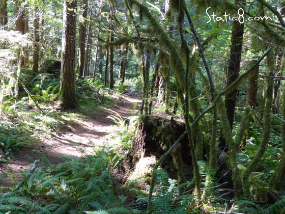 trail to Spirit Falls on Alex Creek