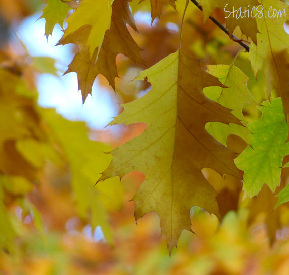 autumn leaf