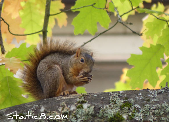 eastern fox squirrel