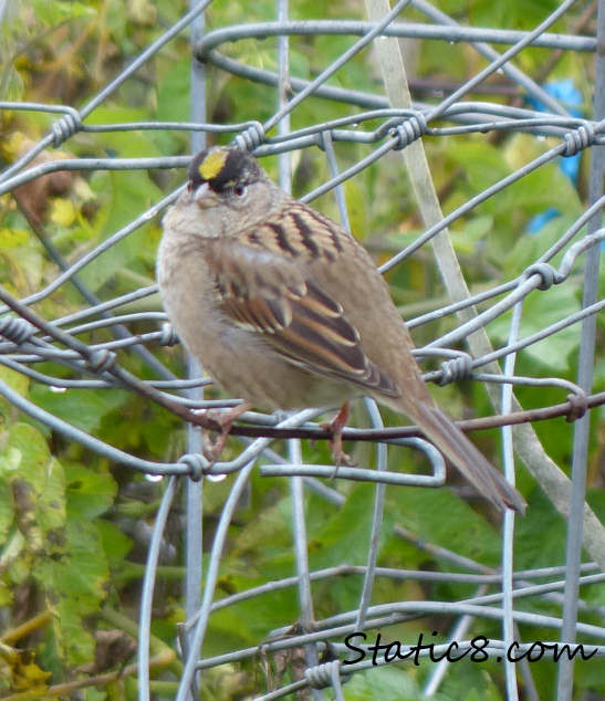 golden crowned sparrow