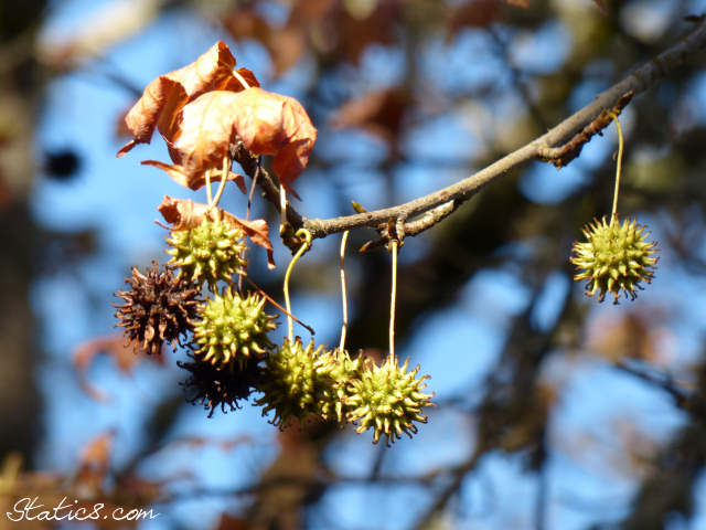 Sweet Gum balls