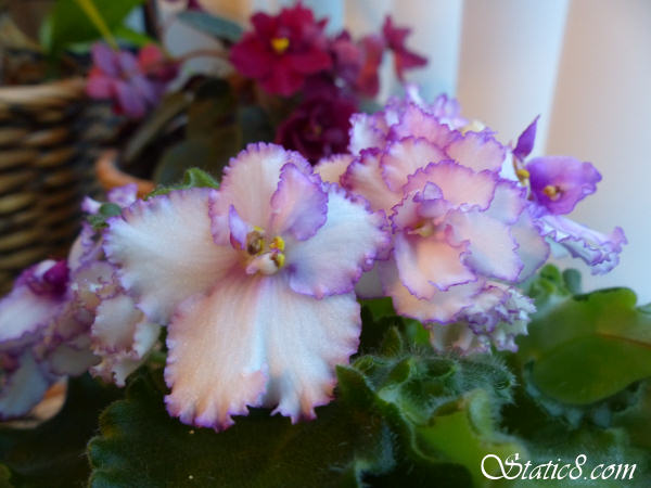 african violets