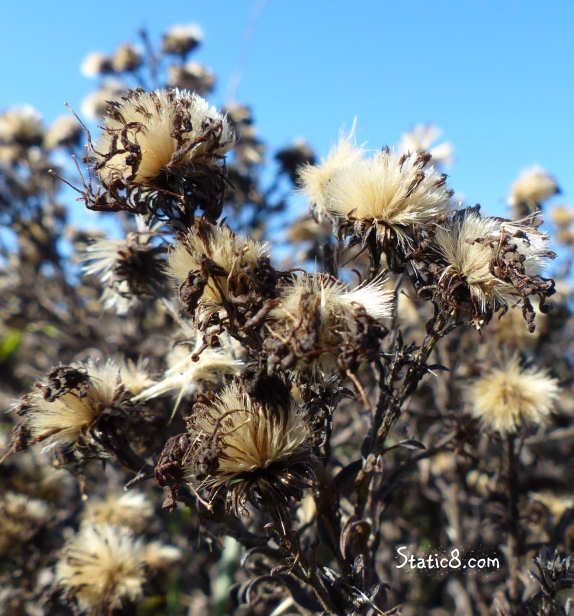 Aster seed heads