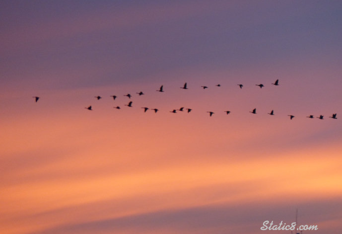 canada geese flying