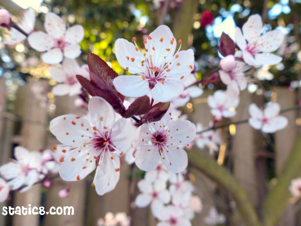 February Cherry Blossoms