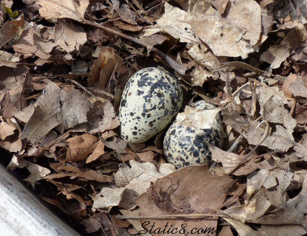 Killdeer nest